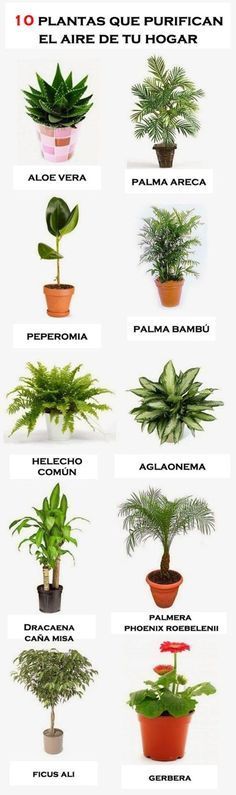 Pinzar dracena compacta