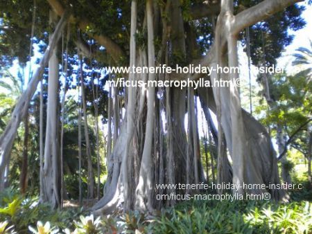 Ficus benjamina tenerife