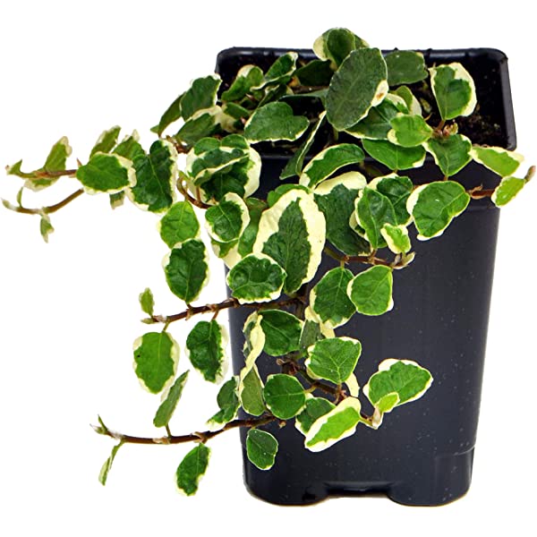 Donde comprar ficus pumila para sujetar tierra