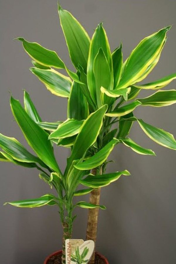 Planta dracena beneficios