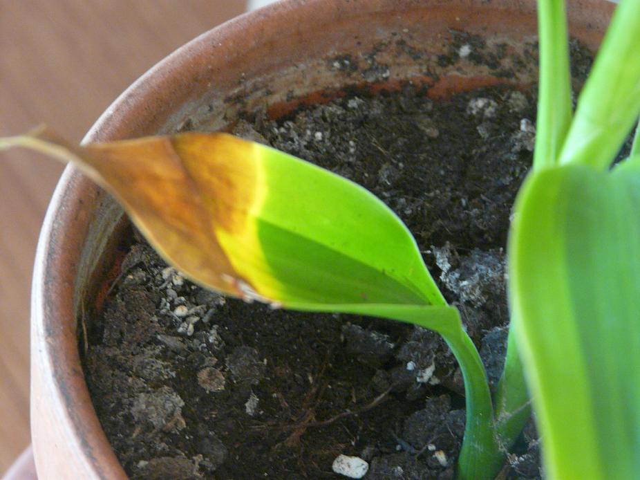 Dracena marginata puntas hojas marrones