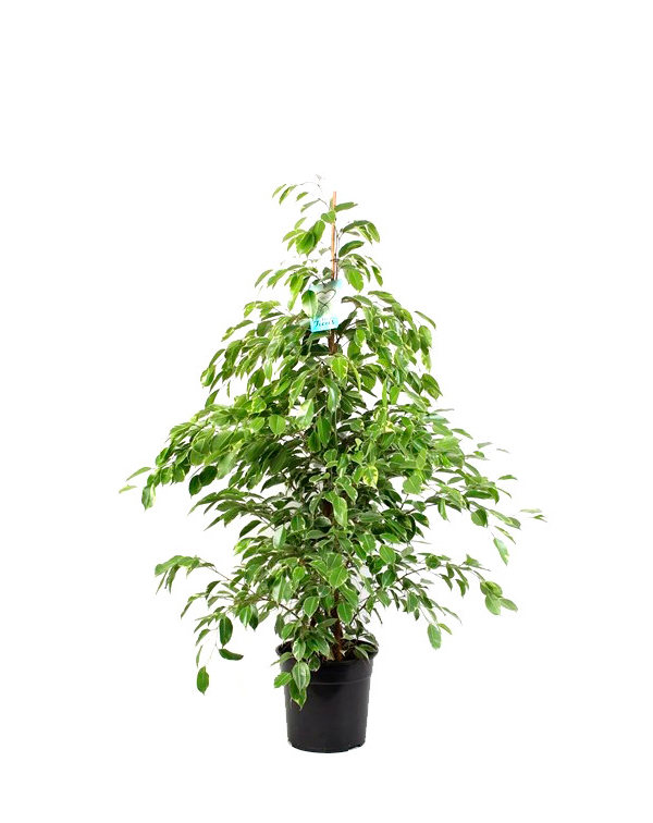 Ficus benjamina maceta humedad