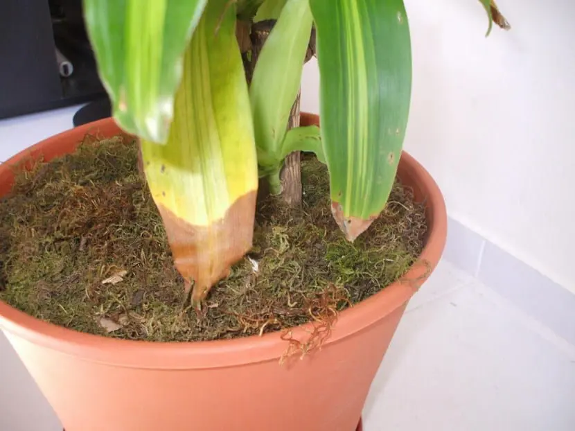 Dracena metida en agua